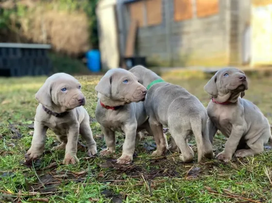 Ვეიმარანერის ლეკვები ხელმისაწვდომია. Tbilisi