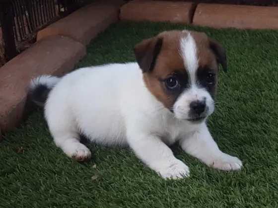 Ხელმისაწვდომია ცოლი ჯეკ რასელის ლეკვები. თბილისი