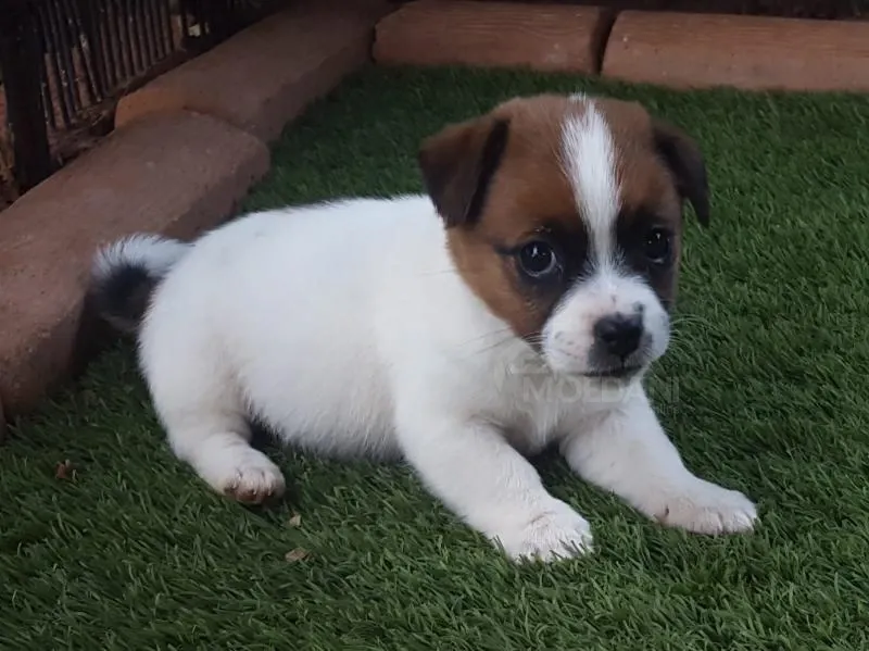 Ხელმისაწვდომია ჯანმრთელი ჯეკ რასელის ლეკვები. Тбилиси - изображение 1