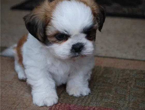 Იყიდება შიჰ ცუს ლეკვები. თბილისი