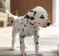 Გაიყიდება დალმაცინის ლეკვები. თბილისი