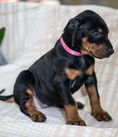 Გაიყიდება დობერმანის ლეკვები. თბილისი