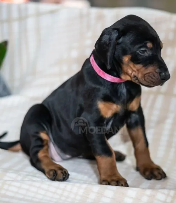 Გაიყიდება დობერმანის ლეკვები. Тбилиси - изображение 1