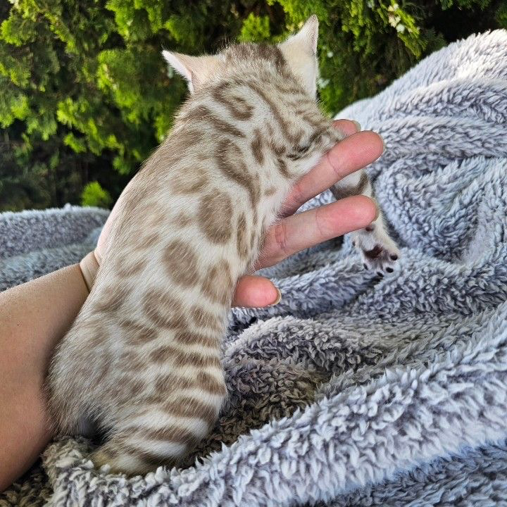 Ბენგალური კნუტები ხელმისაწვდომია Тбилиси - изображение 3