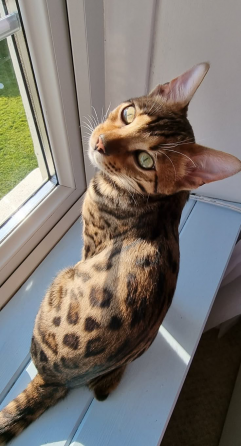 ფერადი კნუტები ახალი ოჯახისთვის თბილისი