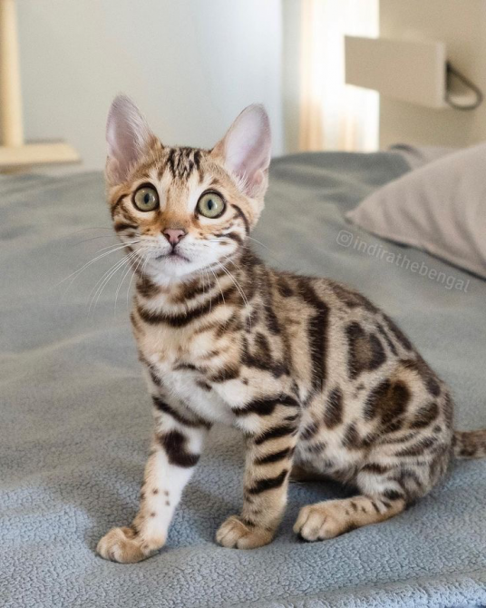 Colorful Kittys For A New Family Tbilisi - photo 2