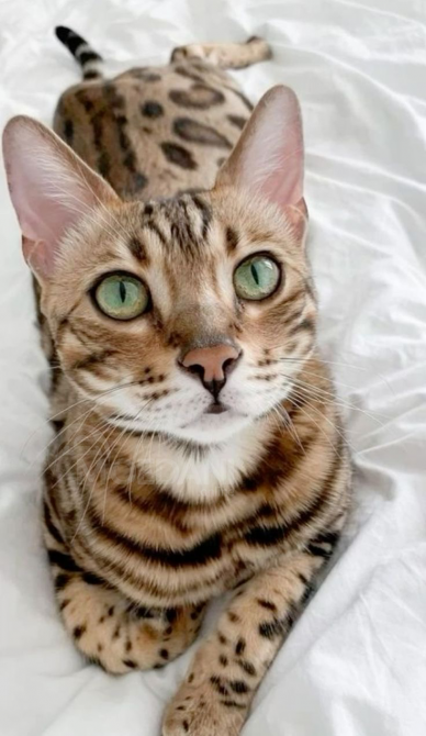 Colorful Kittys For A New Family Tbilisi - photo 1