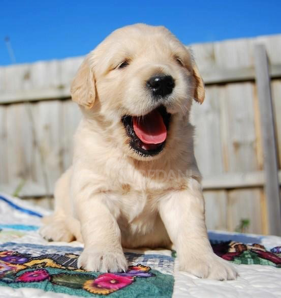 Golden Retriever A New Family. Tbilisi - photo 3