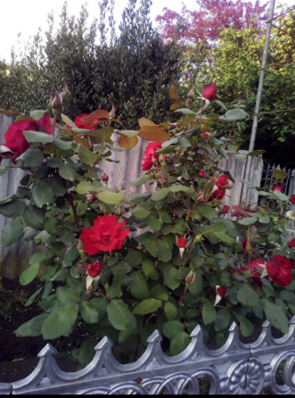 House for sale 1600м² Hobi