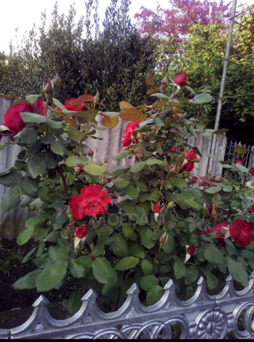 House for sale 1600м² Hobi - photo 6