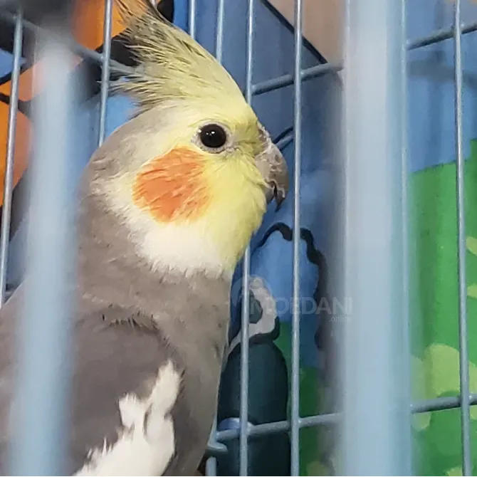 Cholera Tbilisi - photo 1