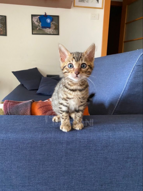 Великолепные бенгальские котята ждут семью Тбилиси - изображение 1