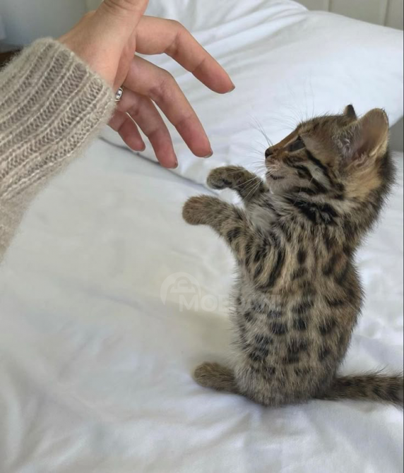 Великолепные бенгальские котята ждут семью Тбилиси - изображение 2