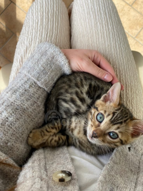 Великолепные бенгальские котята ждут семью Тбилиси - изображение 4