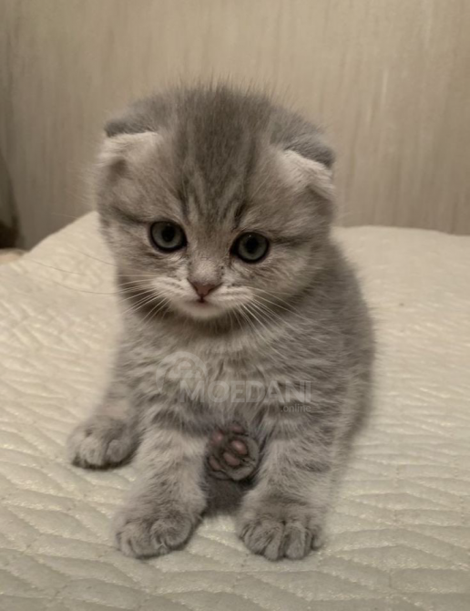 Котята шиншиллы Тбилиси - изображение 1