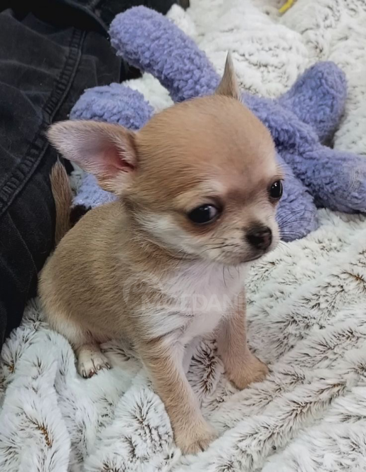 Щенки Супермаунта готовы к переезду в новый дом (они спасены) Тбилиси - изображение 3