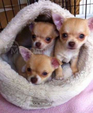 Щенки Супермаунта готовы к переезду в новый дом (они спасены) Тбилиси - изображение 1