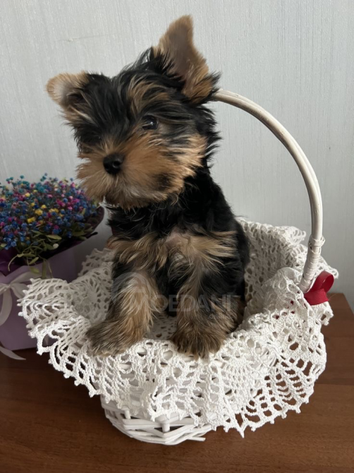 Мои любимые выставлены на продажу Тбилиси - изображение 3