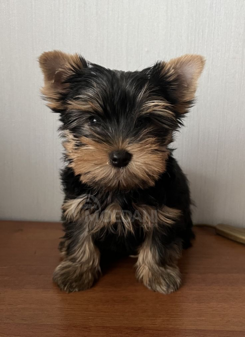 Мои любимые выставлены на продажу Тбилиси - изображение 2