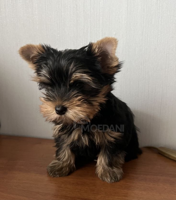 Мои любимые выставлены на продажу Тбилиси - изображение 1