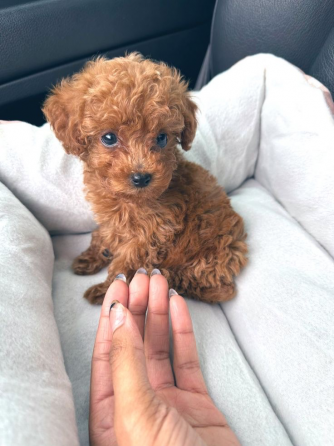 მინი სათამაშო პუდელები თბილისი