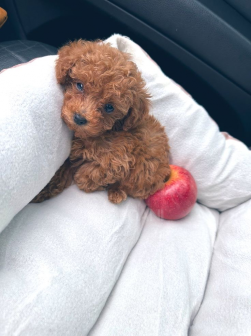 Мини-той-пудели Тбилиси - изображение 1