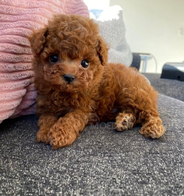 Мини-той-пудели Тбилиси - изображение 2