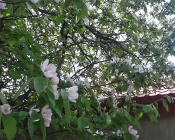 Country house for sale 550м² Mckheta