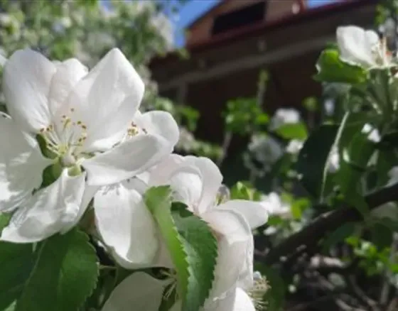 Country house for sale 550м² Mckheta