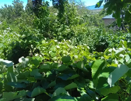 House for sale 1700м² Kaspi