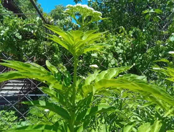 House for sale 1700м² Kaspi