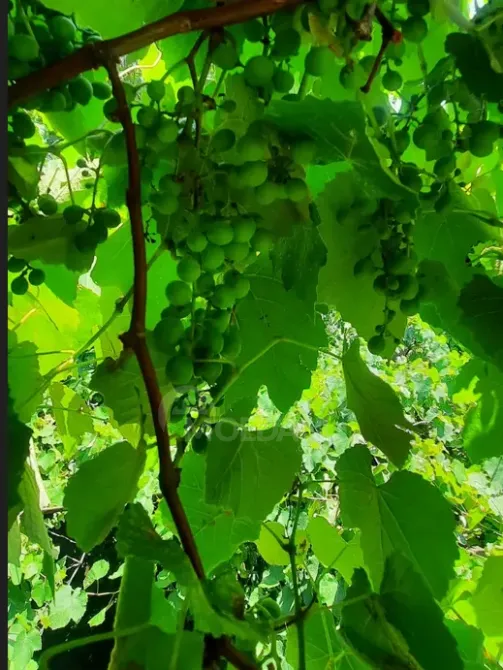 House for sale 1700м² Kaspi - photo 8