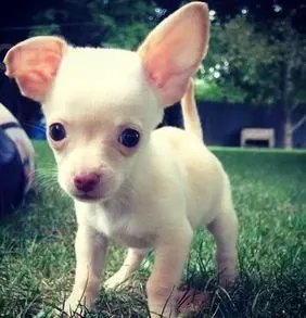 Ორ ჩიხუახუას ლეკვს ვაძლევთ აყვანას. Tbilisi - photo 1