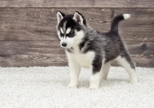 Ციმბირული ჰასკის მამრი და მდედრი ლეკვები აყვანისთვის. დამატებითი თბილისი