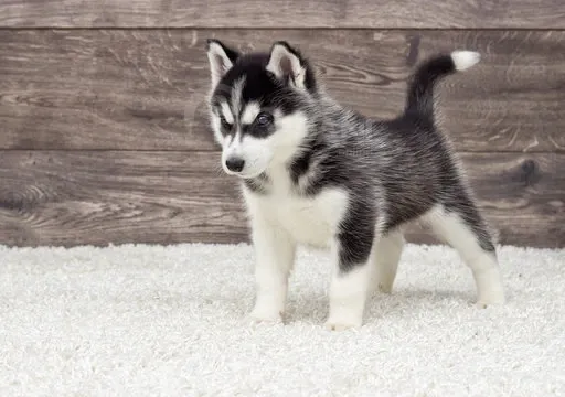 Ციმბირული ჰასკის მამრი და მდედრი ლეკვები აყვანისთვის. დამატებითი Тбилиси - изображение 1