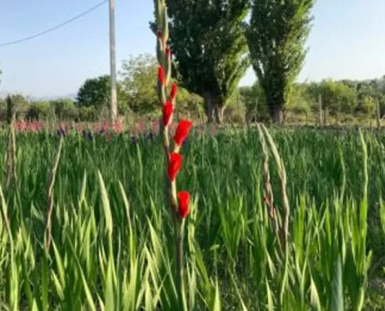 Продам земельный участок 1700м² Mckheta