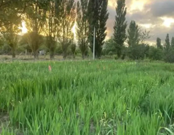 Продам земельный участок 1700м² Mckheta