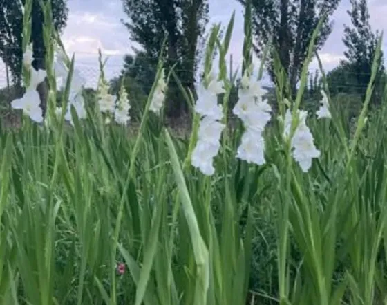 Продам земельный участок 1700м² Mckheta