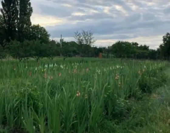 Продам земельный участок 1700м² Mckheta