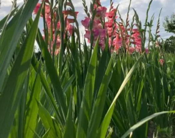 Продам земельный участок 1700м² Mckheta