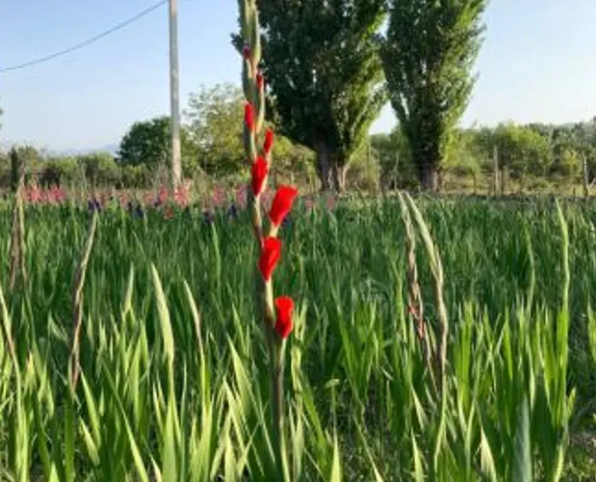 Продам земельный участок 1700м² Mckheta - photo 5