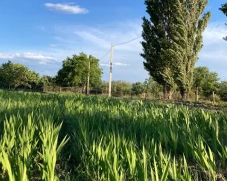 Продам земельный участок 1700м² Mckheta - photo 2