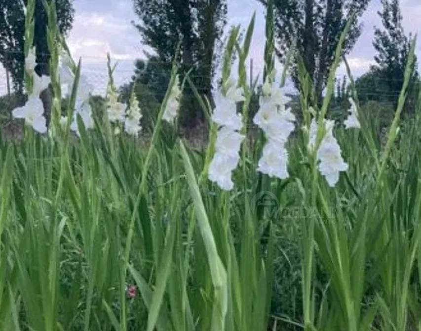 Продам земельный участок 1700м² Mckheta - photo 4