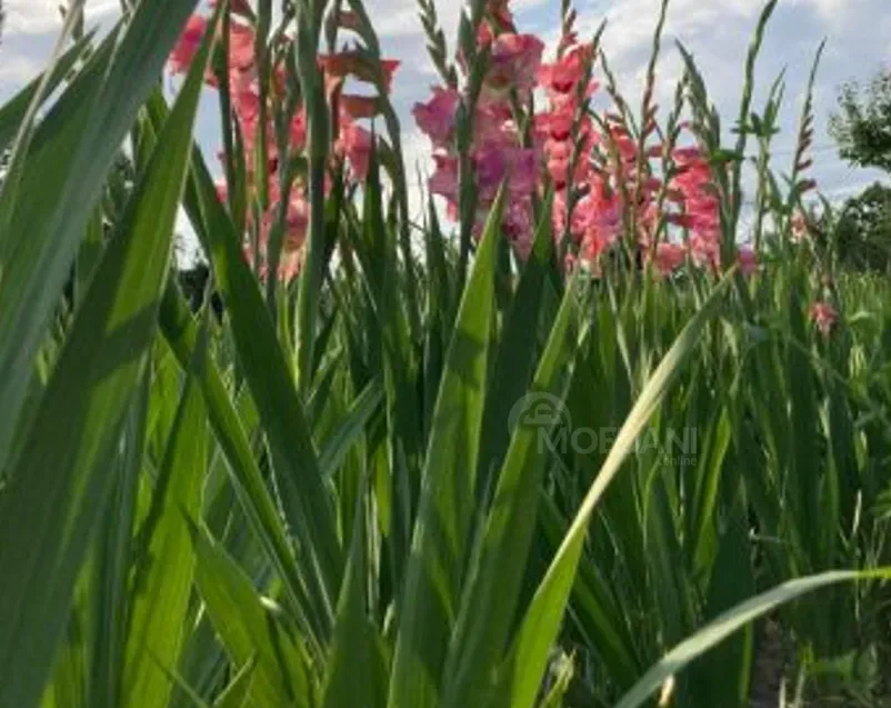 Продам земельный участок 1700м² Mckheta - photo 3