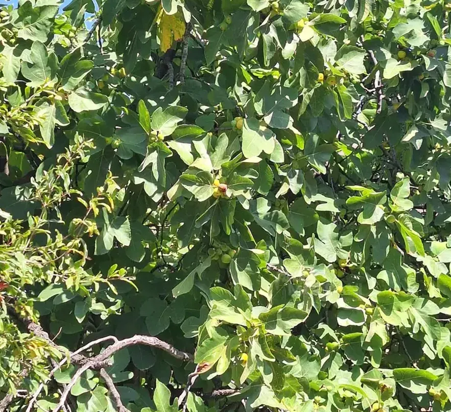 House for sale 577м² Signahi - photo 7