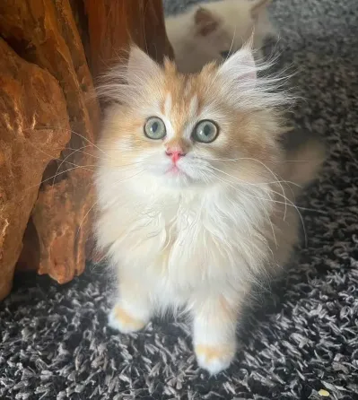 განსაცვიფრებელი ბრიტანული ცისფერი მოკლებეწვიანი კნუტები თბილისი