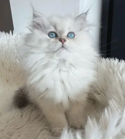 ეს სამი საყვარელი ბრიტანული მოკლებეწვიანი კნუტი ყველა პატარა გოგოა, დაახლოებით... თბილისი