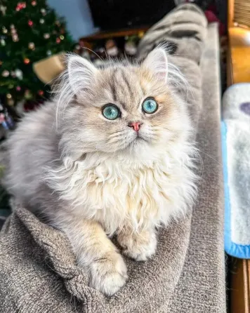 დედა და მამა ოჯახის შინაური ცხოველები არიან, რომელთა ნახვაც შესაძლებელია. თბილისი