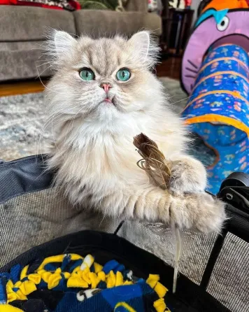 დედა და მამა ოჯახის შინაური ცხოველები არიან, რომელთა ნახვაც შესაძლებელია. თბილისი