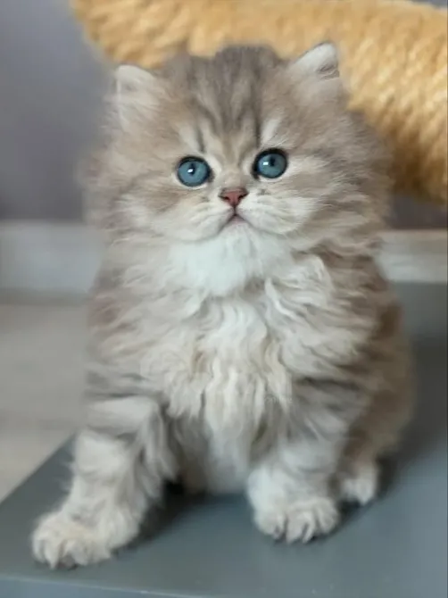 Эти три очаровательных британских короткошерстных котенка Тбилиси - изображение 1